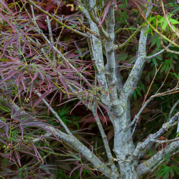 Red Pygmy Japanese Maple - Japanese Maple - Japanese Maples