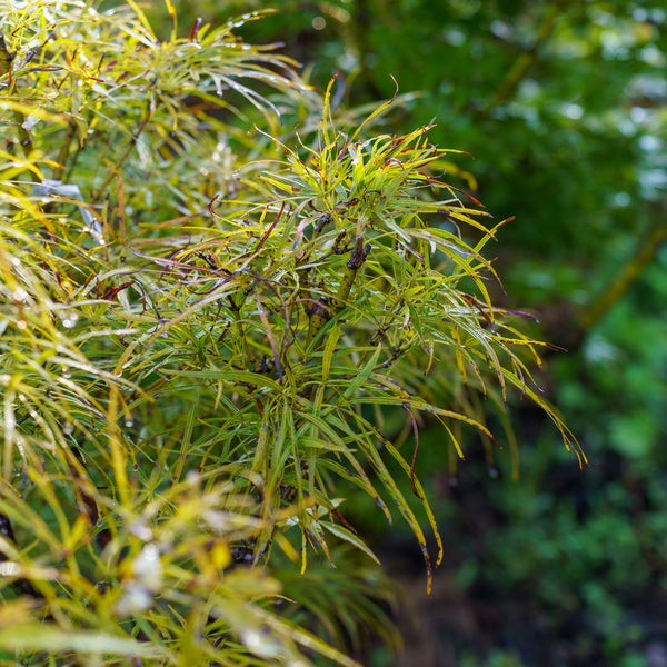 Red Pygmy Japanese Maple