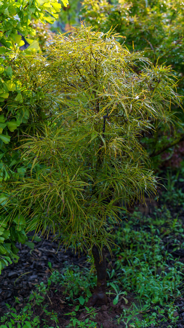 Red Pygmy Japanese Maple