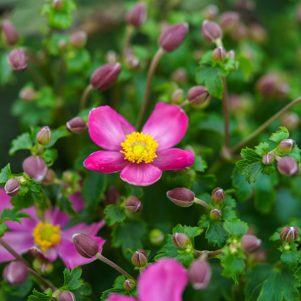 Red Riding Hood Windflower