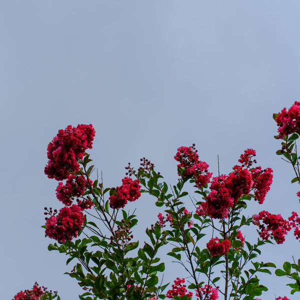 Red Rocket Crape Myrtle