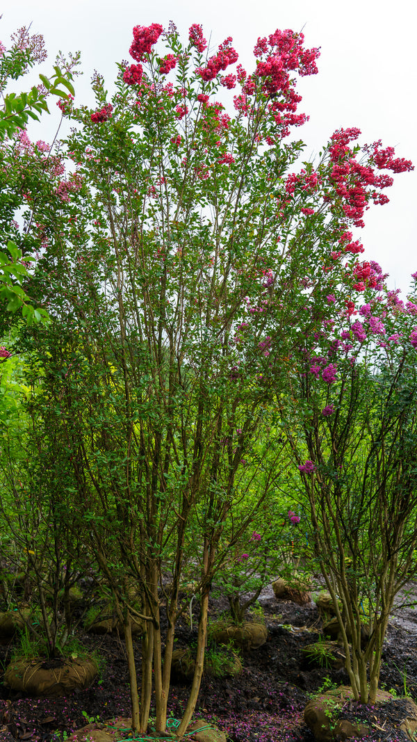 Red Rocket Crape Myrtle