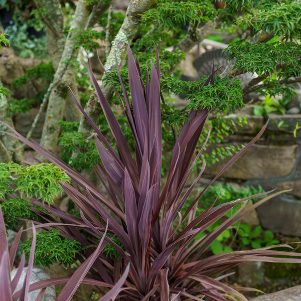 Red Sensation Cordyline