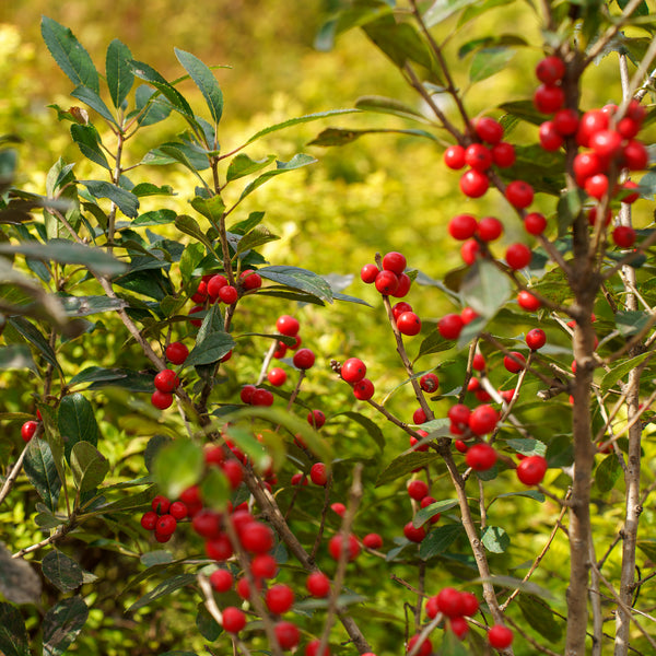 Red Sprite Winterberry Holly