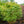 Load image into Gallery viewer, Red Wine Japanese Maple

