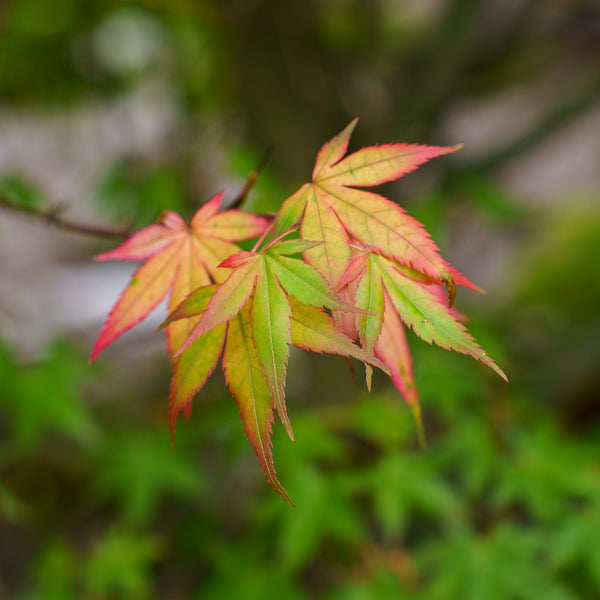 Red Wine Japanese Maple