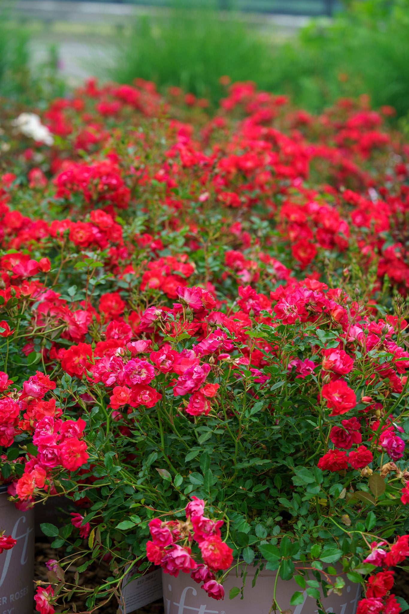 Plant of the Week - Red Drift Rose – Plant Detectives