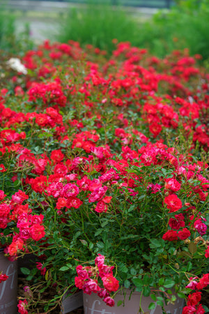 Red Drift Rose Garden