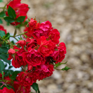 Red Drift Rose  Close Up