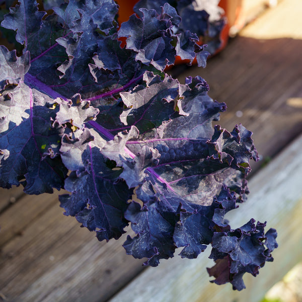 Redbor Ornamental Kale