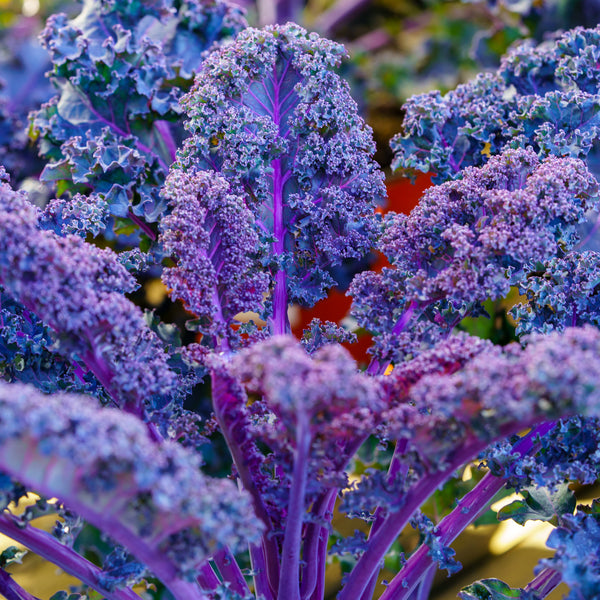 Redbor Ornamental Kale