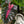 Load image into Gallery viewer, Redemption Elephant Ear

