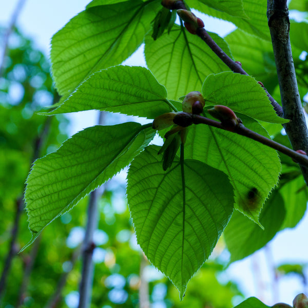 Redmond Linden - Linden - Shade Trees