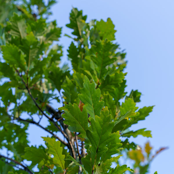 Regal Prince Oak