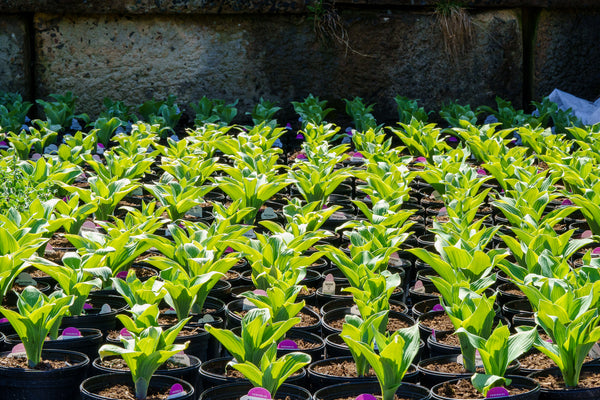 Regal Splendor Hosta - Hosta - Perennials