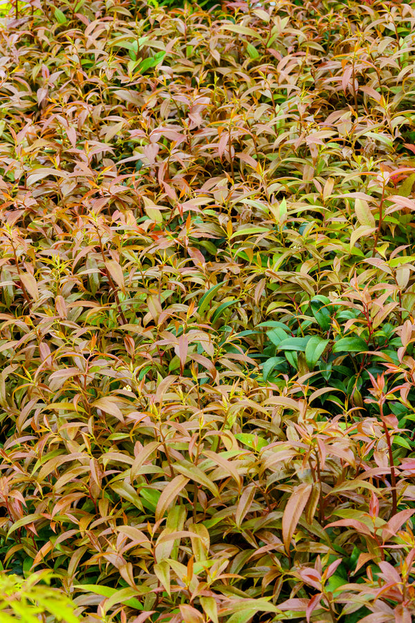 Rejoyce Coast Leucothoe - Leucothoe - Shrubs