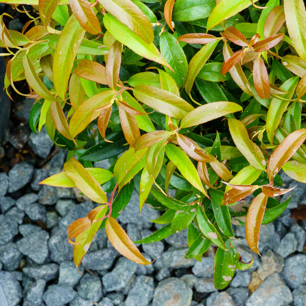 Rejoyce Coast Leucothoe - Leucothoe - Shrubs