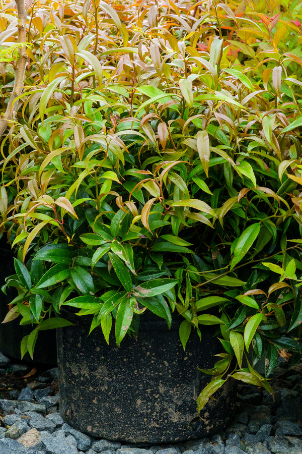 Rejoyce Coast Leucothoe - Leucothoe - Shrubs