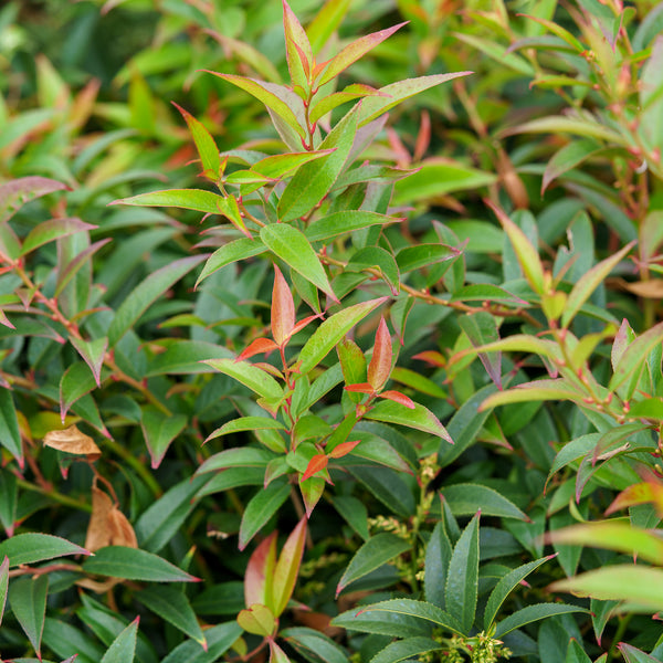 Rejoyce Coast Leucothoe