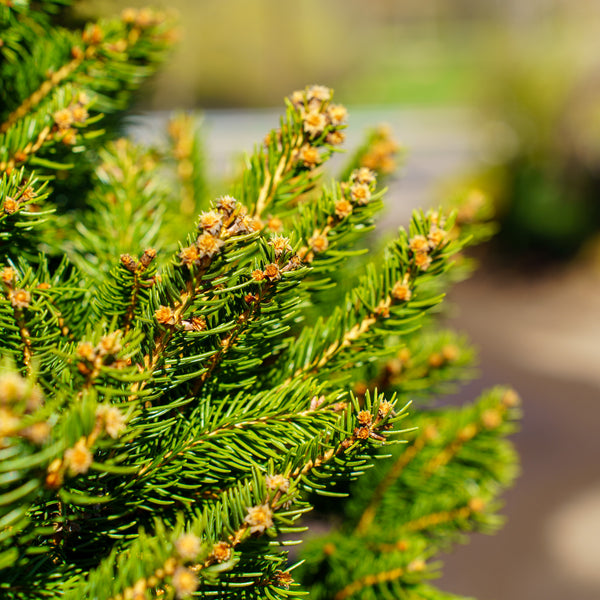 norway spruce house plant Remontii Norway Spruce – Plant Detectives