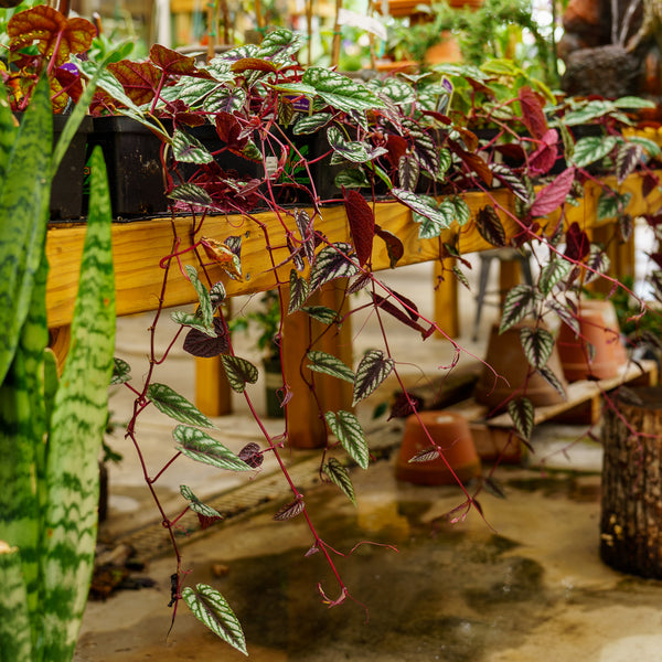 Rex Begonia Vine