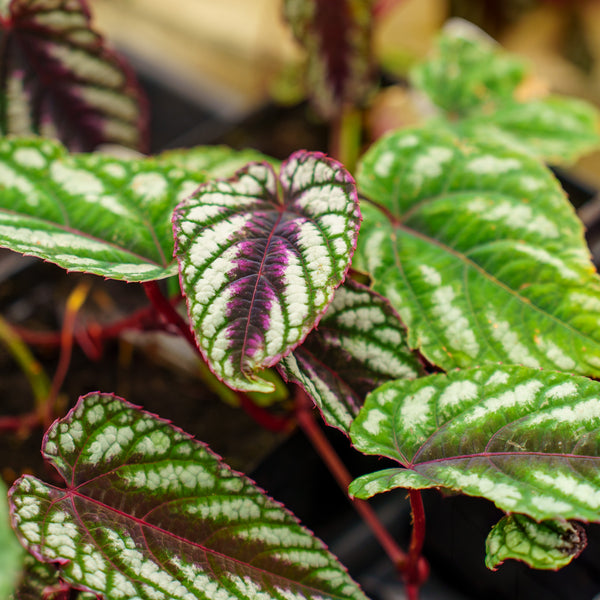 Rex Begonia Vine