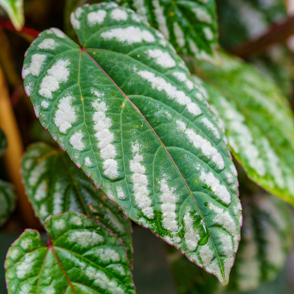 Rex Begonia Vine