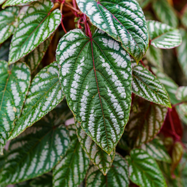 Rex Begonia Vine