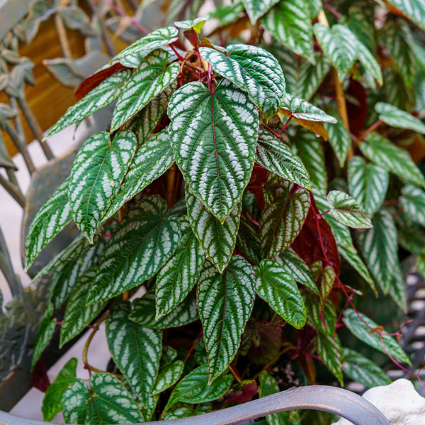 Rex Begonia Vine