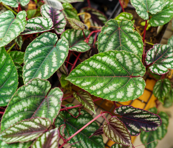 Rex Begonia Vine