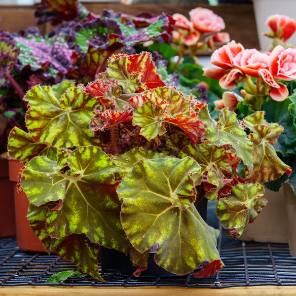 Zumba Rex Begonia