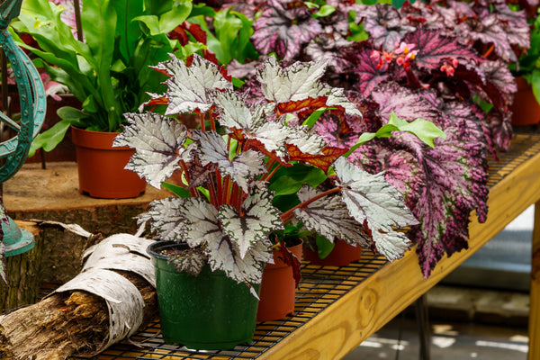 begonia rex indoor plant Rex Begonia – Plant Detectives
