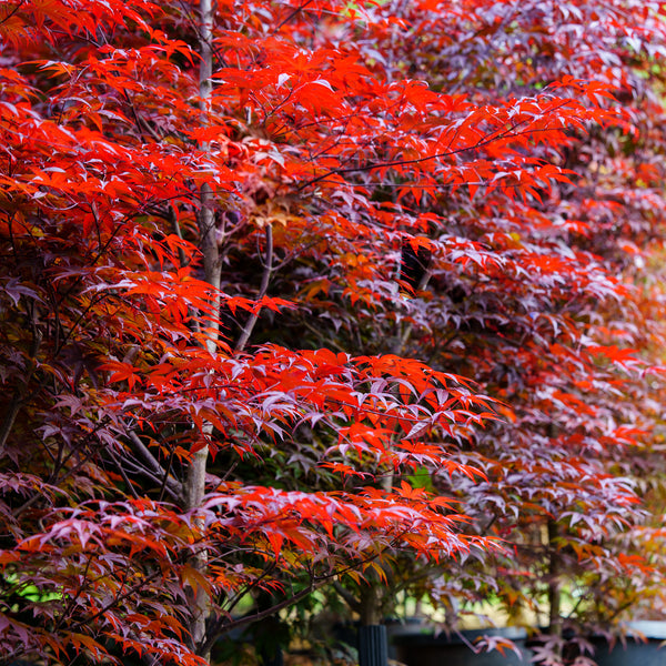 Rhode Island Red Japanese Maple - Japanese Maple - Japanese Maples