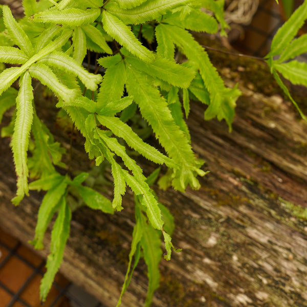 Ribbon Fern