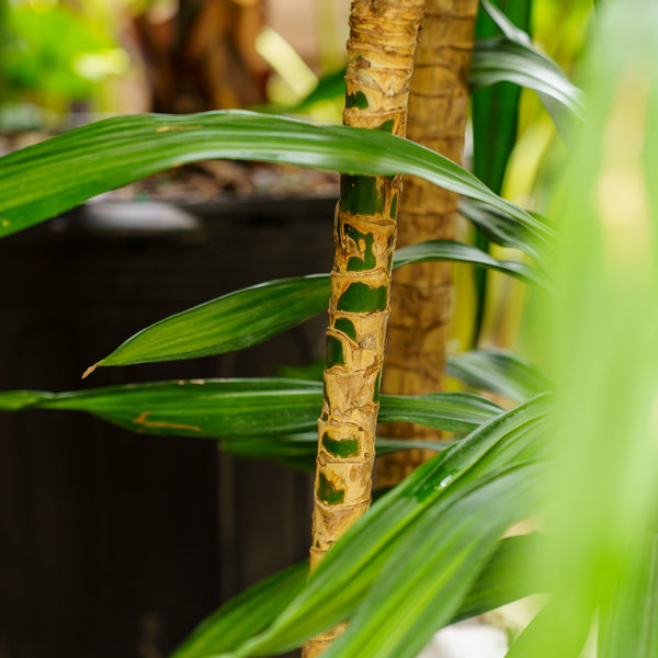 Rikki Cane Dracaena