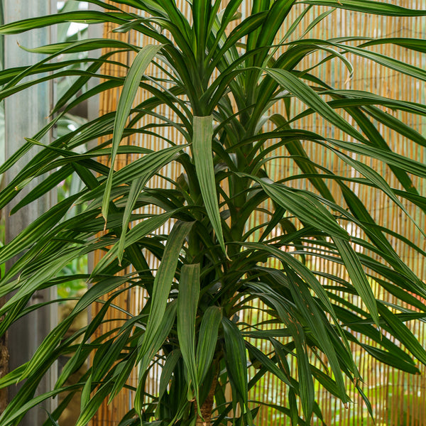 Rikki Cane Dracaena