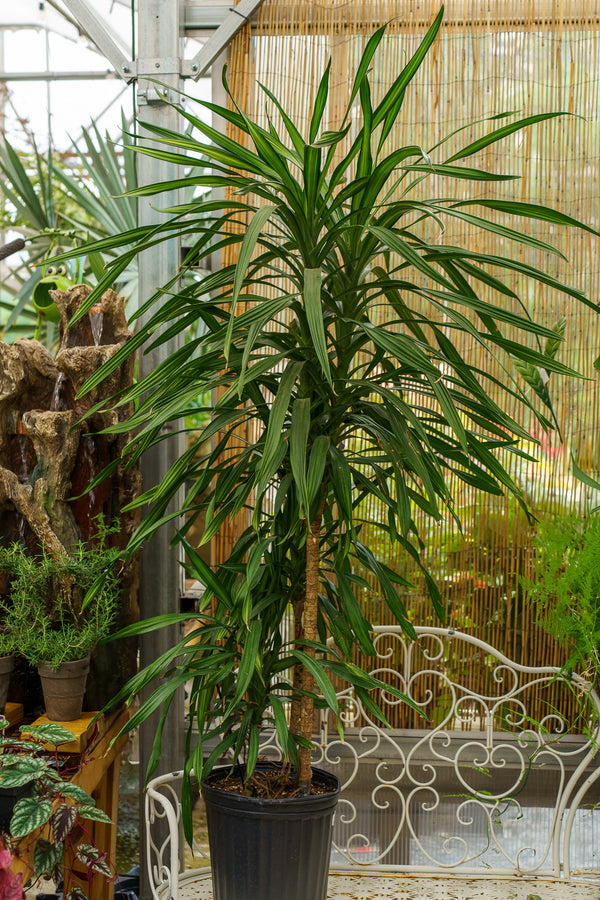 Rikki Cane Dracaena