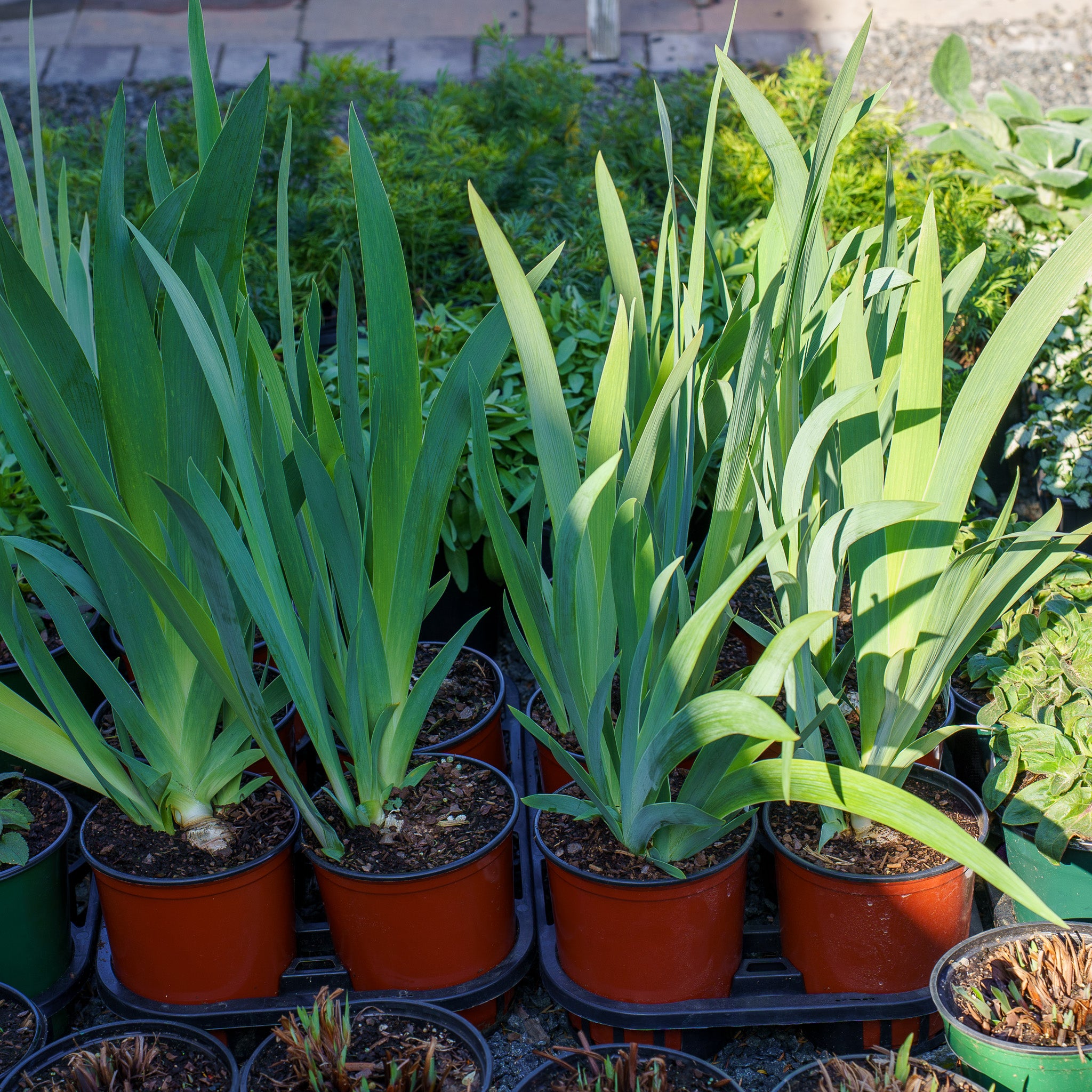 Rio Vista Bearded Iris – Plant Detectives