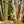 Load image into Gallery viewer, River Birch - Birch - Shade Trees
