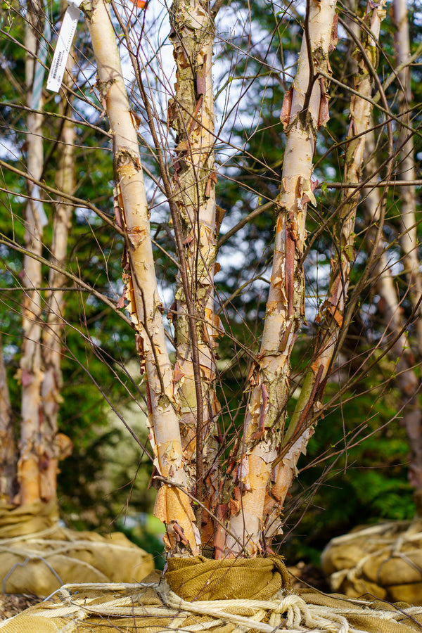 River Birch - Birch - Shade Trees