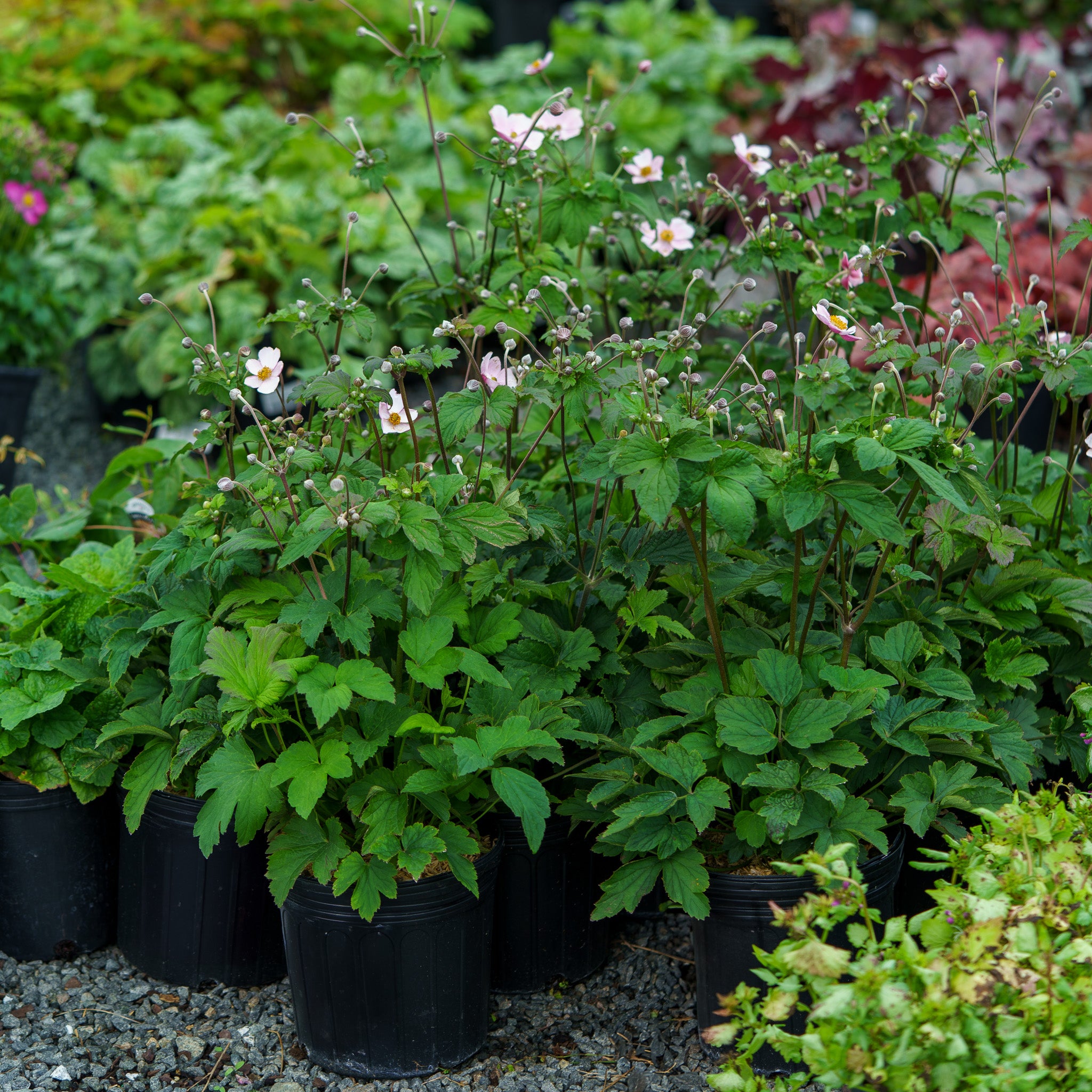 Robustissima Anemone – Plant Detectives
