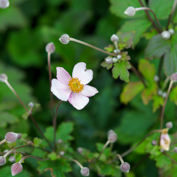 Robust Windflower