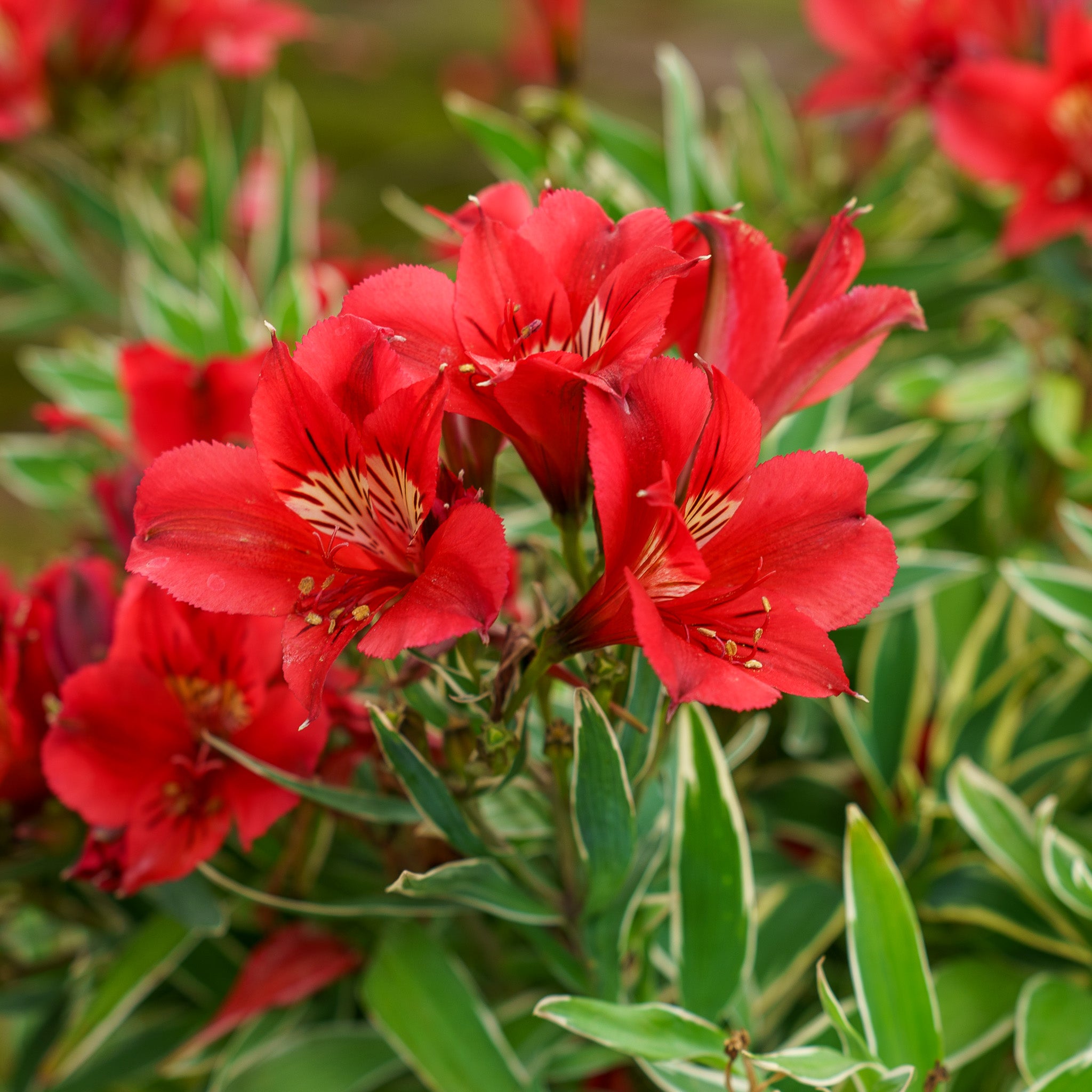 rock lily flower Rock and Roll Peruvian Lily – Plant Detectives