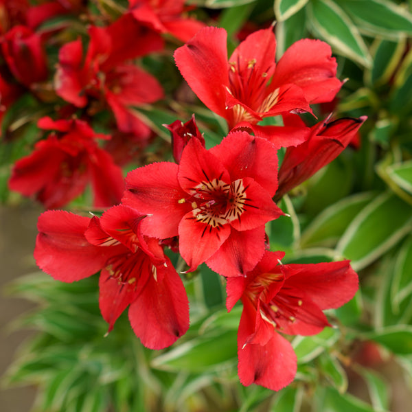 Rock & Roll Peruvian Lily