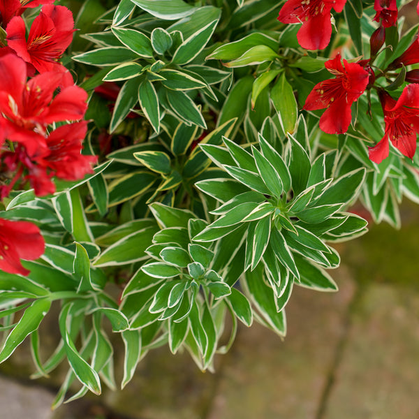 Rock & Roll Peruvian Lily