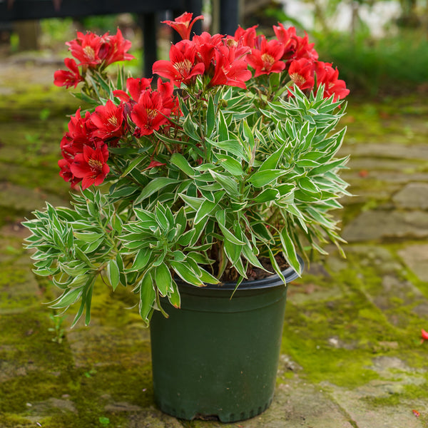 Rock & Roll Peruvian Lily