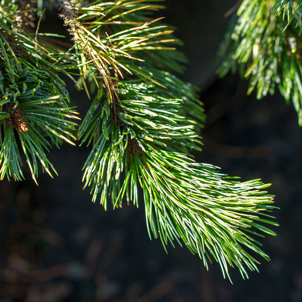 Rocky Mountain Bristlecone Pine