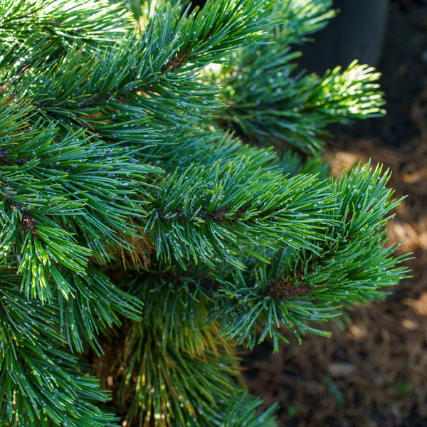 Rocky Mountain Bristlecone Pine