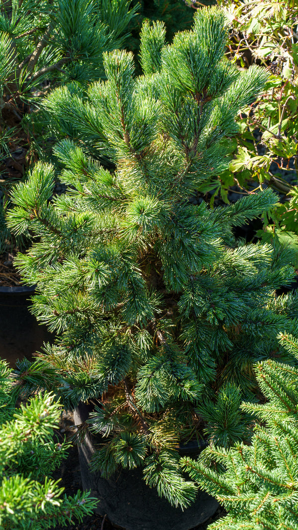 Rocky Mountain Bristlecone Pine