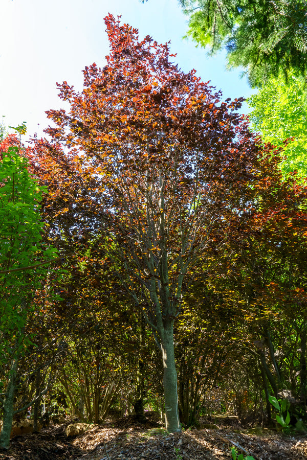 Rohan Purple Beech - Beech - Shade Trees